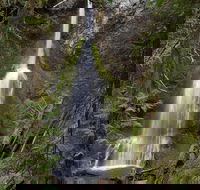 Lake Crescent and Marymere Falls Guided Tour in Olympic National Park - Accommodation Los Angeles