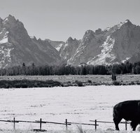 Grand Teton Winter Wildlife Tour - Accommodation Los Angeles