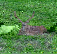 Lower Loop of Yellowstone Tours - Accommodation Los Angeles