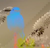 Yellowstone Lower Loop Guided Tour from Cody Wyoming - Accommodation Los Angeles