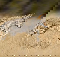 Yellowstone Custom Wildlife and Nature Tour - Accommodation Los Angeles