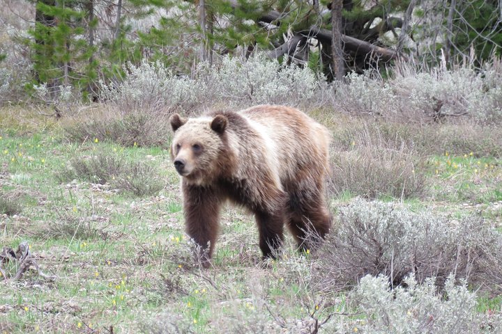 Yellowstone National Park - PRIVATE Full-Day Lower Loop Tour From Jackson Hole - thumb 0