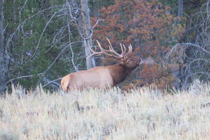 Yellowstone National Park - PRIVATE Full-Day Lower Loop Tour From Jackson Hole - thumb 1