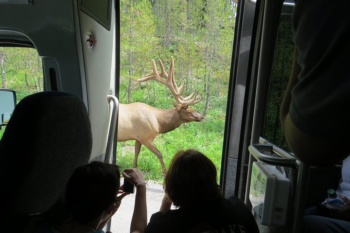 Yellowstone National Park - PRIVATE Full-Day Lower Loop Tour From Jackson Hole - thumb 3