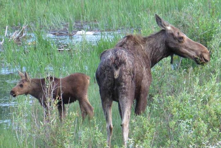 Yellowstone National Park - PRIVATE Full-Day Lower Loop Tour From Jackson Hole - thumb 5