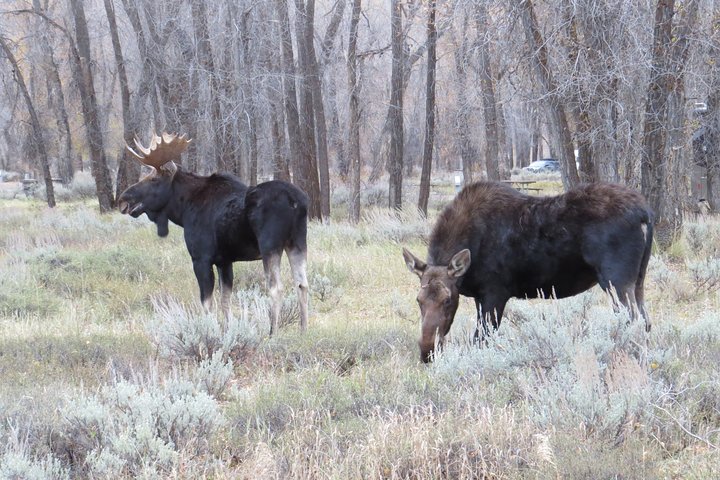 Grand Teton National Park - PRIVATE Sunset Tour From Jackson Hole - thumb 0