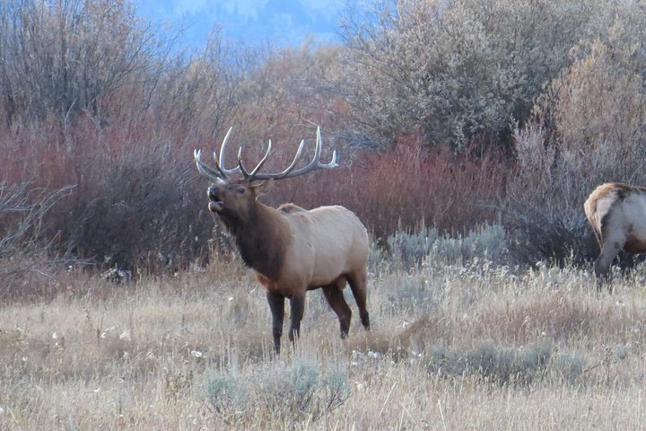 Grand Teton National Park - PRIVATE Sunset Tour From Jackson Hole - thumb 5
