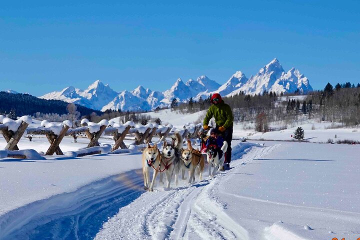 Jackson Hole Dog Sledding Adventure - thumb 5
