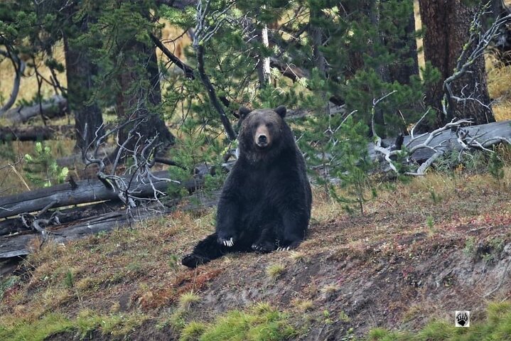 Small Group Tours Of The Lower Loop Of Yellowstone - thumb 1