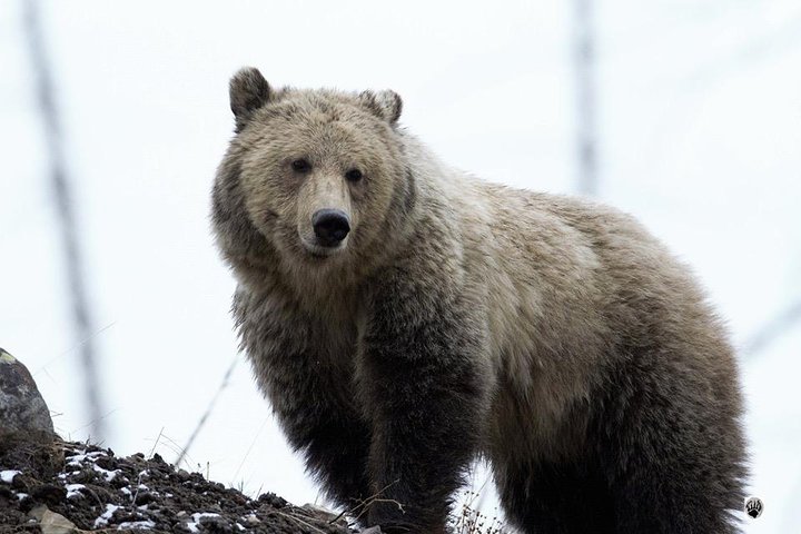 Small Group Tours Of The Lower Loop Of Yellowstone - thumb 3