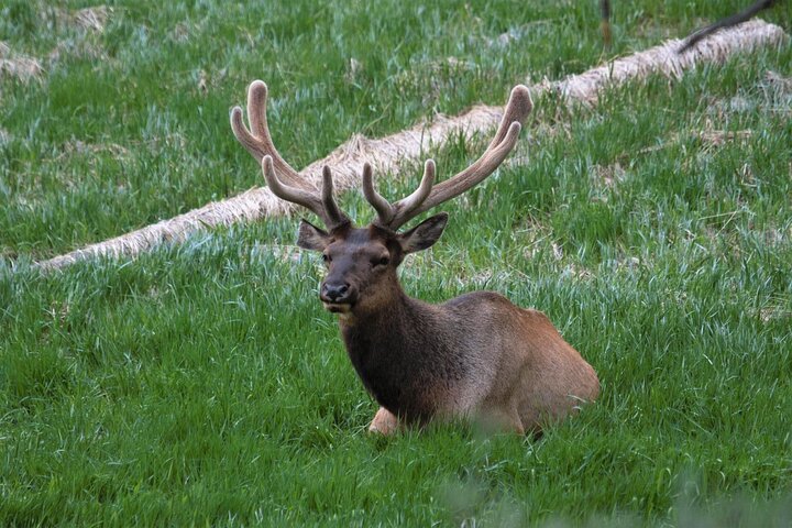 Small Group Tours Of The Lower Loop Of Yellowstone - thumb 5