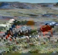 Private Red Canyon Wild Mustang Tour - Accommodation Los Angeles