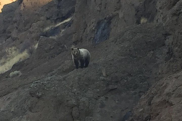 Private Yellowstone National Park Lower Loop Tour - thumb 1