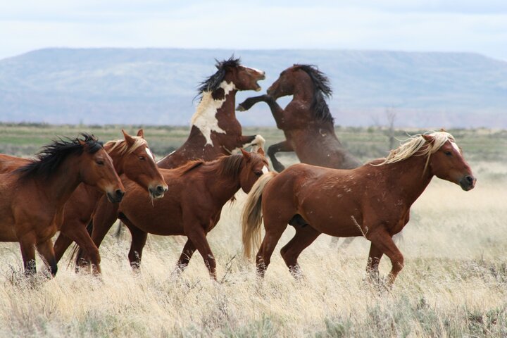 Red Canyon Mustang Tour 8:30am. - thumb 2