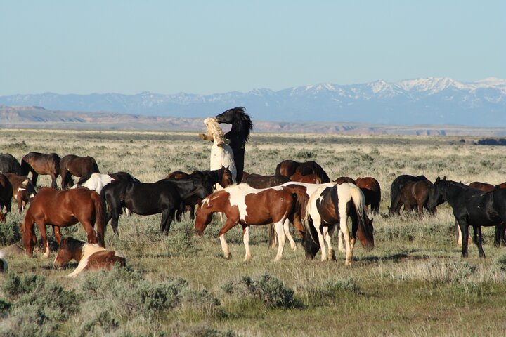 Red Canyon Mustang Tour 8:30am. - thumb 3