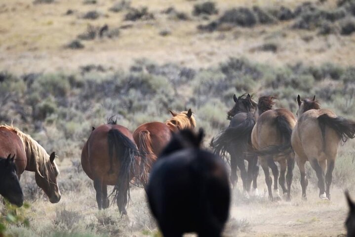 Red Canyon Mustang Tour 8:30am. - thumb 4