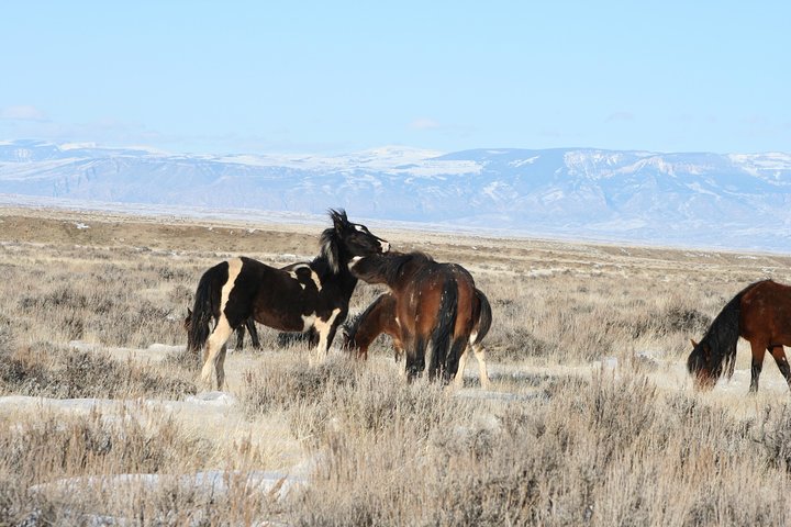 Red Canyon Mustang Tour 8:30am. - thumb 5