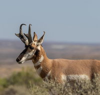 All-Day Tour of Grand Teton National Park - Accommodation Los Angeles
