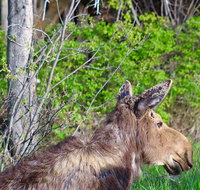 Grand Teton Half Day Tour - Accommodation Los Angeles