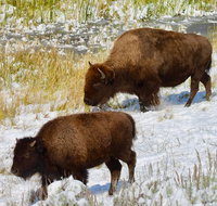 Yellowstone Lower Loop Full-Day Tour - Accommodation Los Angeles