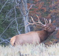 Grand Teton National Park - PRIVATE Full-Day Tour from Jackson Hole - Accommodation Los Angeles