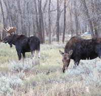 Grand Teton National Park - PRIVATE Sunrise Tour from Jackson Hole - Accommodation Los Angeles