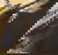 Wild Florida Drive-Thru Safari Park Admission - Accommodation Los Angeles