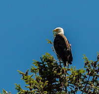 13-Mile Scenic Raft Trip on Jackson Holes Snake River - Accommodation Los Angeles