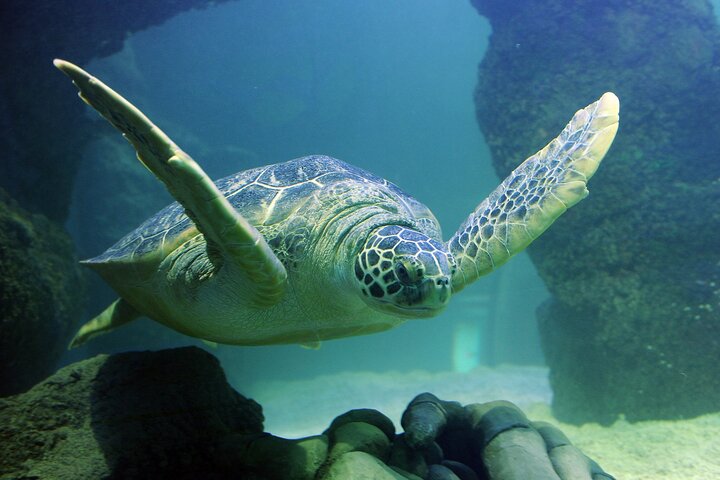 SEA LIFE Orlando Aquarium - thumb 3