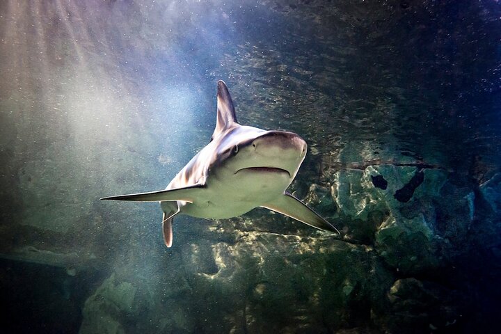 SEA LIFE Orlando Aquarium - thumb 4