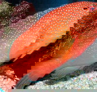 Key West Aquarium Admission Ticket - Accommodation Los Angeles