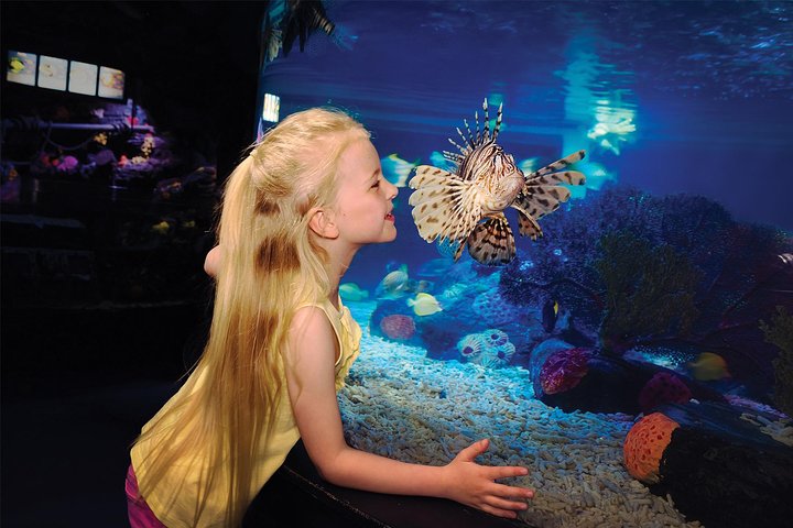 2 Or 3-Attraction Pass: Wheel At ICON Park, Madame Tussauds & SeaLife Aquarium - thumb 2