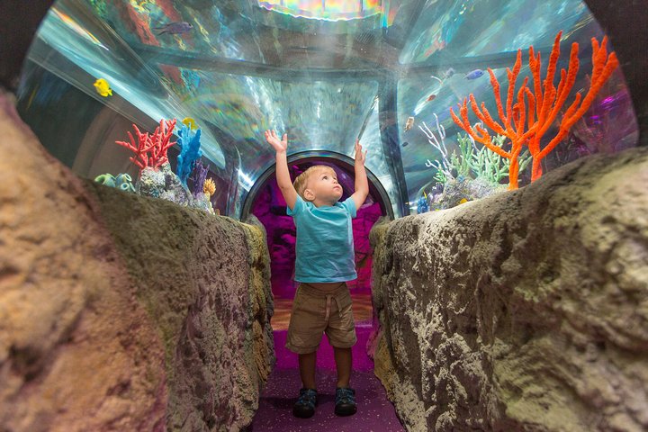 2 Or 3-Attraction Pass: Wheel At ICON Park, Madame Tussauds & SeaLife Aquarium - thumb 3