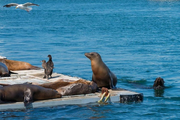 San Diego Seal Tour - thumb 1