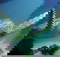 SEA LIFE Aquarium Minnesota Admission Ticket at Mall of America - Accommodation Los Angeles